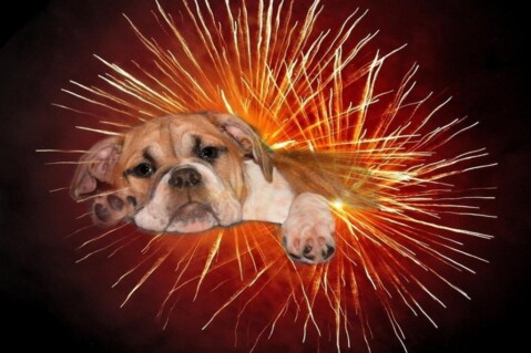 Continental Bulldogs Seeblickbulls 121231 Continental Bulldogs Seeblickbulls 121231
