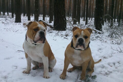 Continental Bulldogs Seeblickbulls 141231 Continental Bulldogs Seeblickbulls 141231