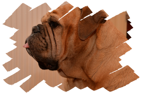 Continental Bulldogs Seeblickbulls Bild 161231 Continental Bulldogs Seeblickbulls Bild 161231