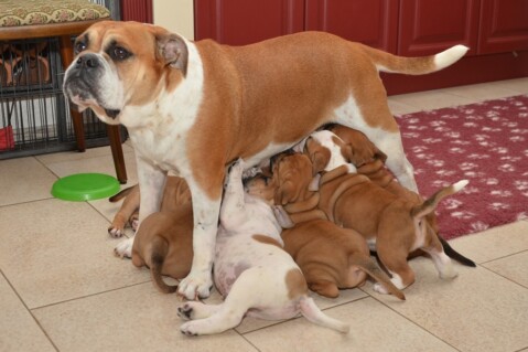 Continental Bulldog Seeblickbulls 170813 Continental Bulldog Seeblickbulls 170813