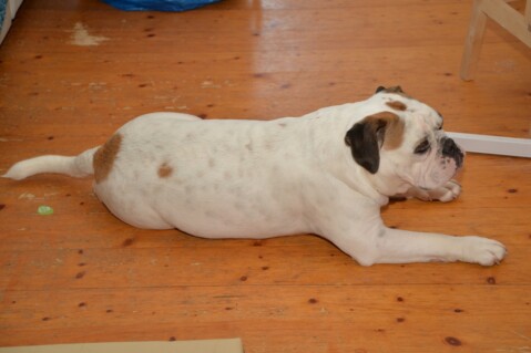 Continental Bulldog Seeblickbulls 171001 Continental Bulldog Seeblickbulls 171001