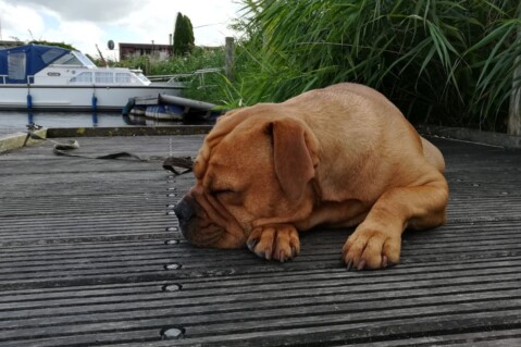 Continental Bulldog Seeblickbulls 180731 Continental Bulldog Seeblickbulls 180731