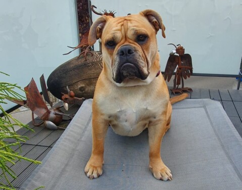 Continental Bulldog Seeblickbulls 190623 Continental Bulldog Seeblickbulls 190623