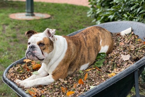 Continental Bulldog Seeblickbulls 191101 Continental Bulldog Seeblickbulls 191101