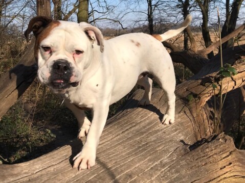 Continental Bulldog Seeblickbulls 220406 Continental Bulldog Seeblickbulls 220406