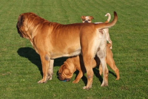 Continental Bulldogs Seeblickbulls 100903 Continental Bulldogs Seeblickbulls 100903