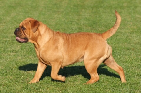 Continental Bulldogs Seeblickbulls 100910 Continental Bulldogs Seeblickbulls 100910