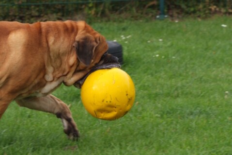 Continental Bulldogs Seeblickbulls 100925 Continental Bulldogs Seeblickbulls 100925