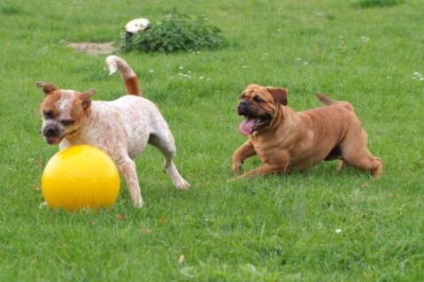 Continental Bulldogs Seeblickbulls 100926 Continental Bulldogs Seeblickbulls 100926