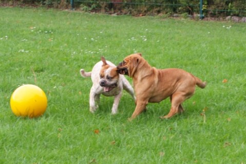 Continental Bulldogs Seeblickbulls 100928 Continental Bulldogs Seeblickbulls 100928