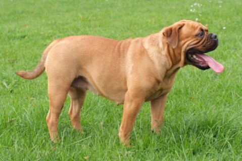 Continental Bulldogs Seeblickbulls 100930 Continental Bulldogs Seeblickbulls 100930