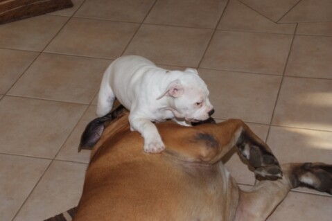 Continental Bulldogs Seeblickbulls 101011 Continental Bulldogs Seeblickbulls 10101
