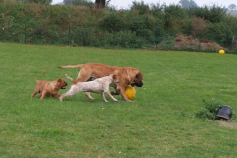 Continental Bulldogs Seeblickbulls 101013 Continental Bulldogs Seeblickbulls 101013