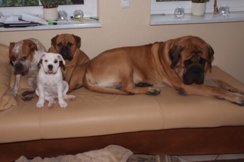 Continental Bulldogs Seeblickbulls 101015 Continental Bulldogs Seeblickbulls 101015