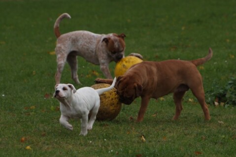 Continental Bulldogs Seeblickbulls 101017 Continental Bulldogs Seeblickbulls 101017