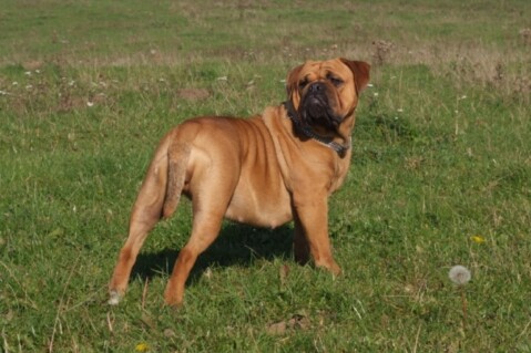 Continental Bulldogs Seeblickbulls 101105 Continental Bulldogs Seeblickbulls 101105