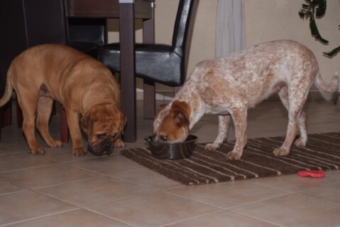 Continental Bulldogs Seeblickbulls 101110 Continental Bulldogs Seeblickbulls 101110
