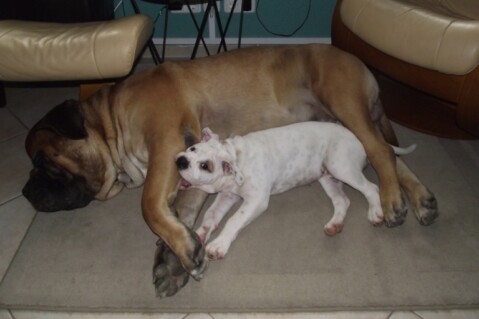 Continental Bulldogs Seeblickbulls 101111 Continental Bulldogs Seeblickbulls 101111
