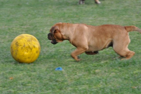 Continental Bulldogs Seeblickbulls 101112 Continental Bulldogs Seeblickbulls 101112