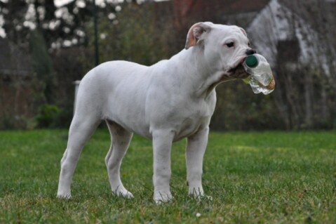 Continental Bulldogs Seeblickbulls 101113 Continental Bulldogs Seeblickbulls 101113