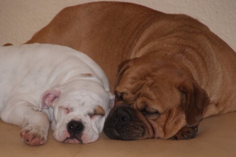 Continental Bulldogs Seeblickbulls 101114 Continental Bulldogs Seeblickbulls 101114