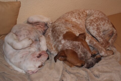 Continental Bulldogs Seeblickbulls 101115 Continental Bulldogs Seeblickbulls 101115