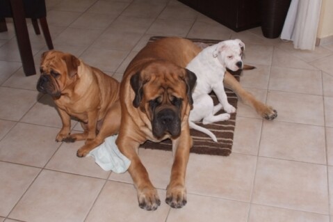 Continental Bulldogs Seeblickbulls 101116 Continental Bulldogs Seeblickbulls 101116