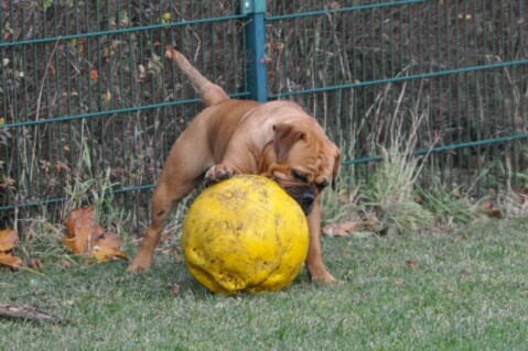 Continental Bulldogs Seeblickbulls 101118 Continental Bulldogs Seeblickbulls 101118
