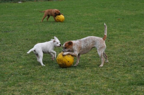 Continental Bulldogs Seeblickbulls 101119 Continental Bulldogs Seeblickbulls 101119