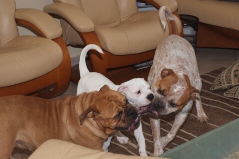 Continental Bulldogs Seeblickbulls 101123 Continental Bulldogs Seeblickbulls 101123