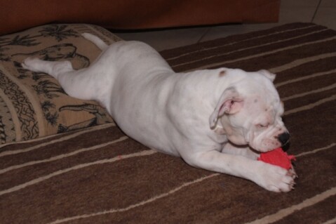 Continental Bulldogs Seeblickbulls 101124 Continental Bulldogs Seeblickbulls 101124