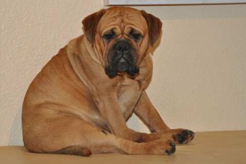 Continental Bulldogs Seeblickbulls 101126 Continental Bulldogs Seeblickbulls 101126