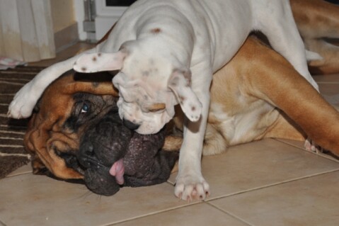 Continental Bulldogs Seeblickbulls 101127 Continental Bulldogs Seeblickbulls 101127