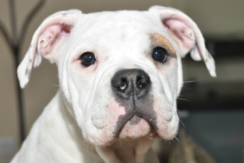 Continental Bulldogs Seeblickbulls 101130 Continental Bulldogs Seeblickbulls 101130
