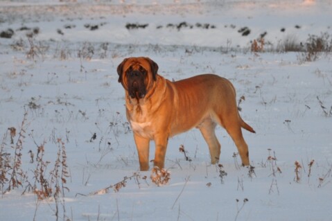 Continental Bulldogs Seeblickbulls 101211 Continental Bulldogs Seeblickbulls 101211
