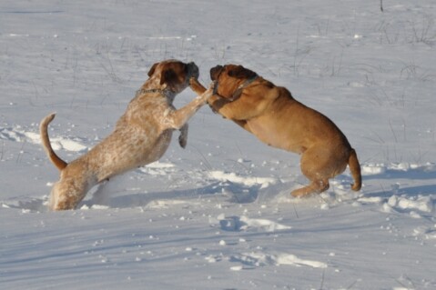 Continental Bulldogs Seeblickbulls 101230 Continental Bulldogs Seeblickbulls 101230