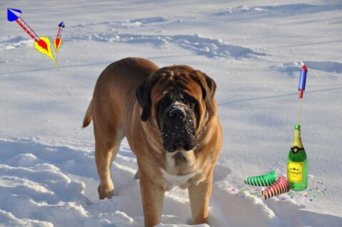 Continental Bulldogs Seeblickbulls 101231 Continental Bulldogs Seeblickbulls 101231