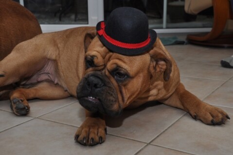 Continental Bulldogs Seeblickbulls 110101 Continental Bulldogs Seeblickbulls 110101