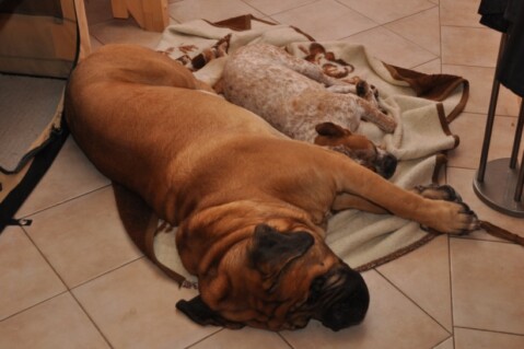 Continental Bulldogs Seeblickbulls 110111 Continental Bulldogs Seeblickbulls 110111
