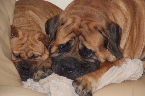 Continental Bulldogs Seeblickbulls 110116 Continental Bulldogs Seeblickbulls 110116