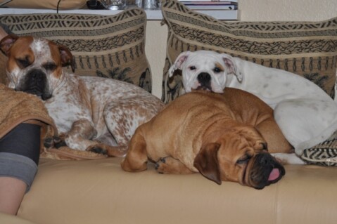 Continental Bulldogs Seeblickbulls 110117 Continental Bulldogs Seeblickbulls 110117