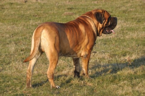 Continental Bulldogs Seeblickbulls 110224 Continental Bulldogs Seeblickbulls 110224
