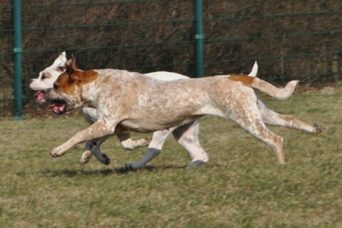 Continental Bulldogs Seeblickbulls 110328 Continental Bulldogs Seeblickbulls 110328