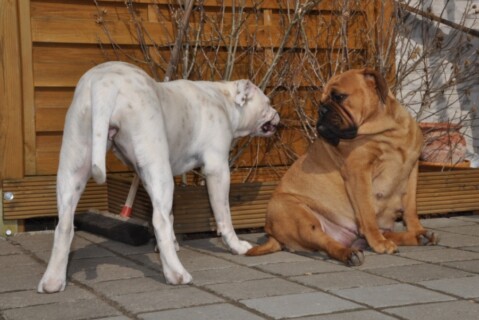 Continental Bulldogs Seeblickbulls 110403 Continental Bulldogs Seeblickbulls 110403