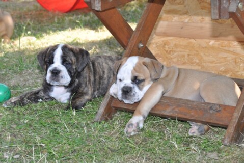 Continental Bulldogs Seeblickbulls 110607 Continental Bulldogs Seeblickbulls 110607