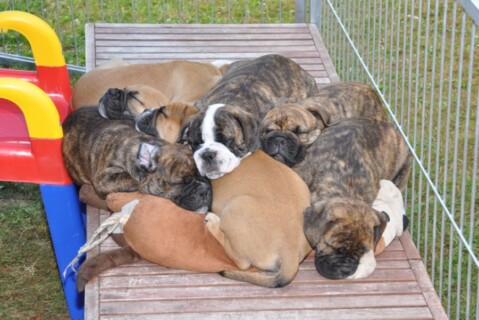 Continental Bulldogs Seeblickbulls 110617 Continental Bulldogs Seeblickbulls 110617
