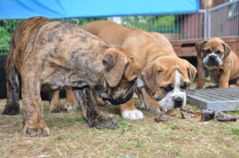 Continental Bulldogs Seeblickbulls 110622 Continental Bulldogs Seeblickbulls 110622