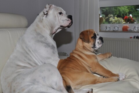Continental Bulldogs Seeblickbulls 110710 Continental Bulldogs Seeblickbulls 110710