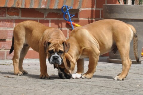 Continental Bulldogs Seeblickbulls 110723 Continental Bulldogs Seeblickbulls 110723
