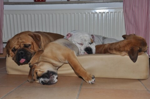 Continental Bulldogs Seeblickbulls 110724 Continental Bulldogs Seeblickbulls 110724